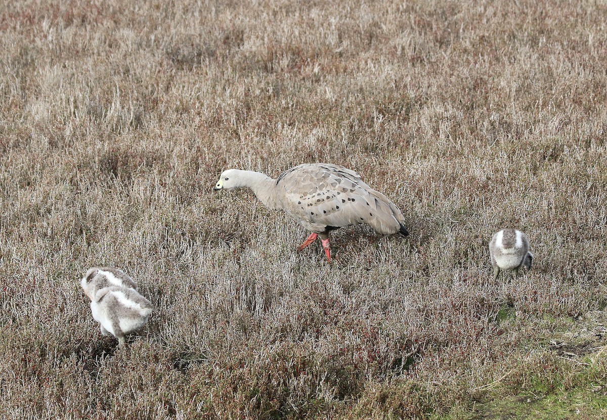 Cape Barren Goose - ML636600592