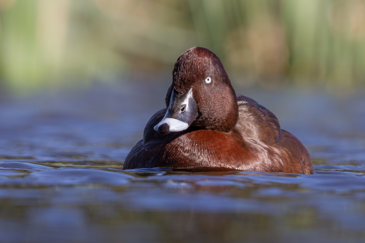 Tasmanmoorente - ML636600603