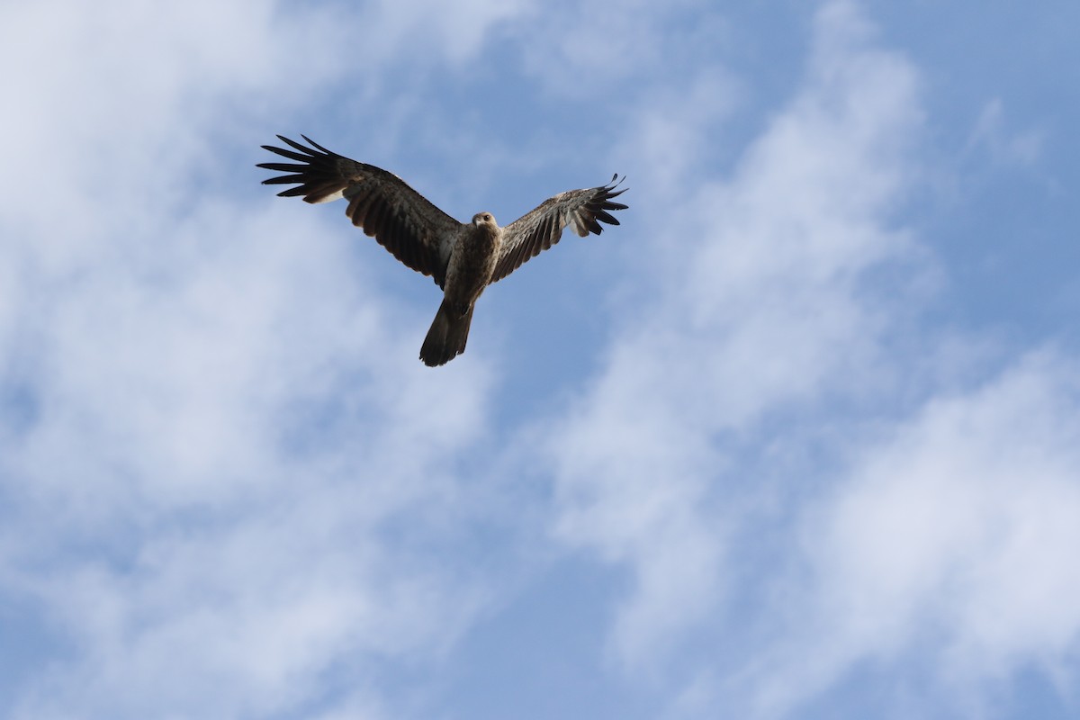 Whistling Kite - ML636600612