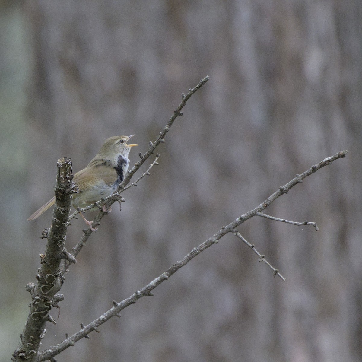 Japanese Bush Warbler - ML636600657