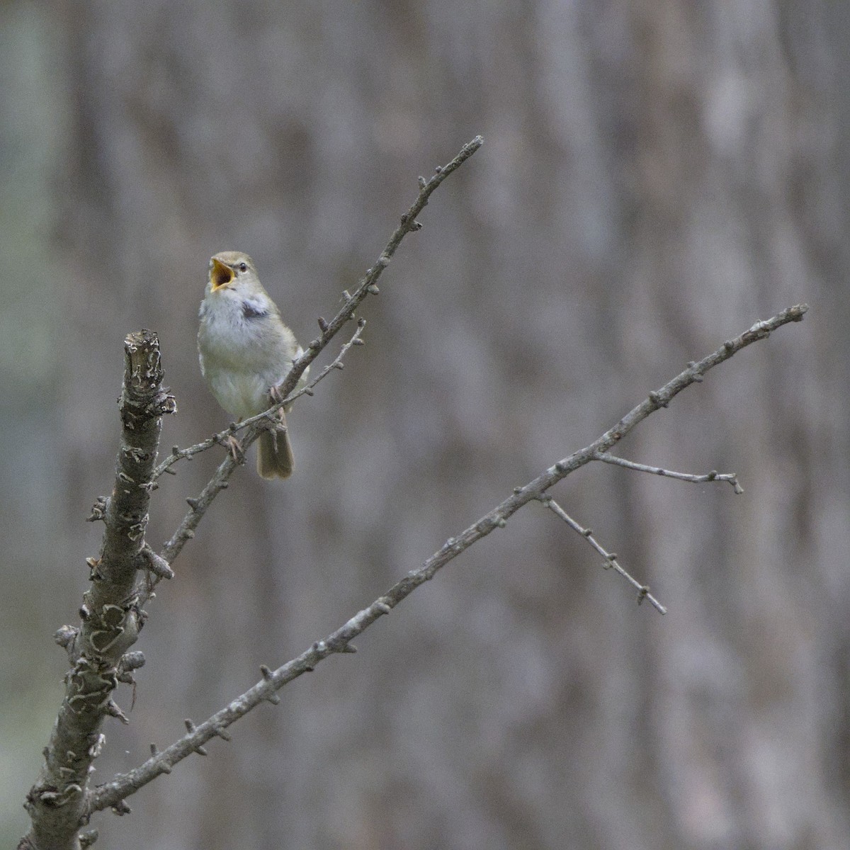 Japanese Bush Warbler - ML636600658