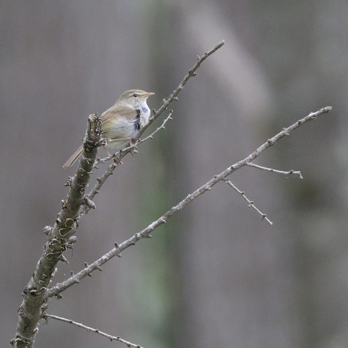 Japanese Bush Warbler - ML636600659