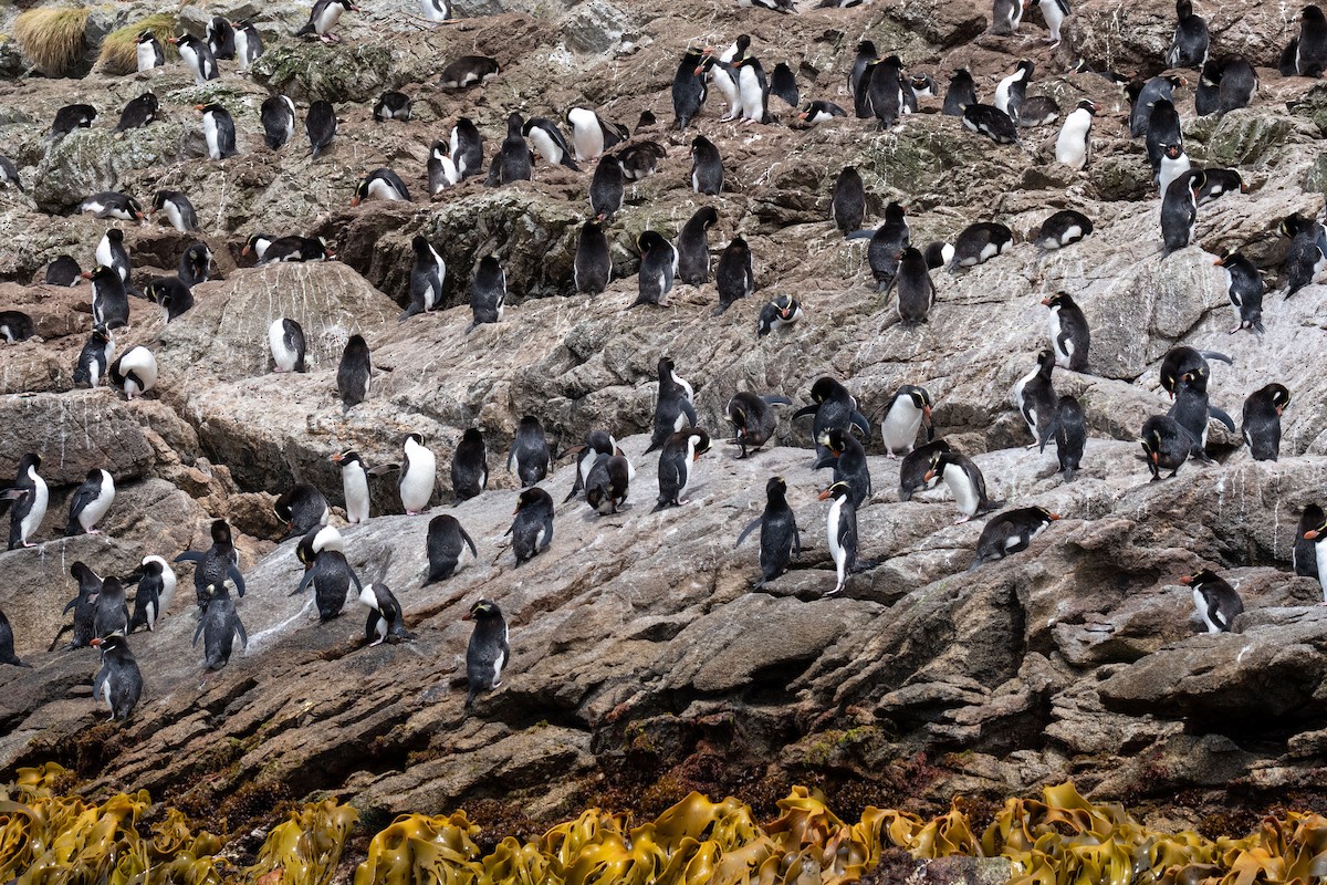 Snares Penguin - ML636600680