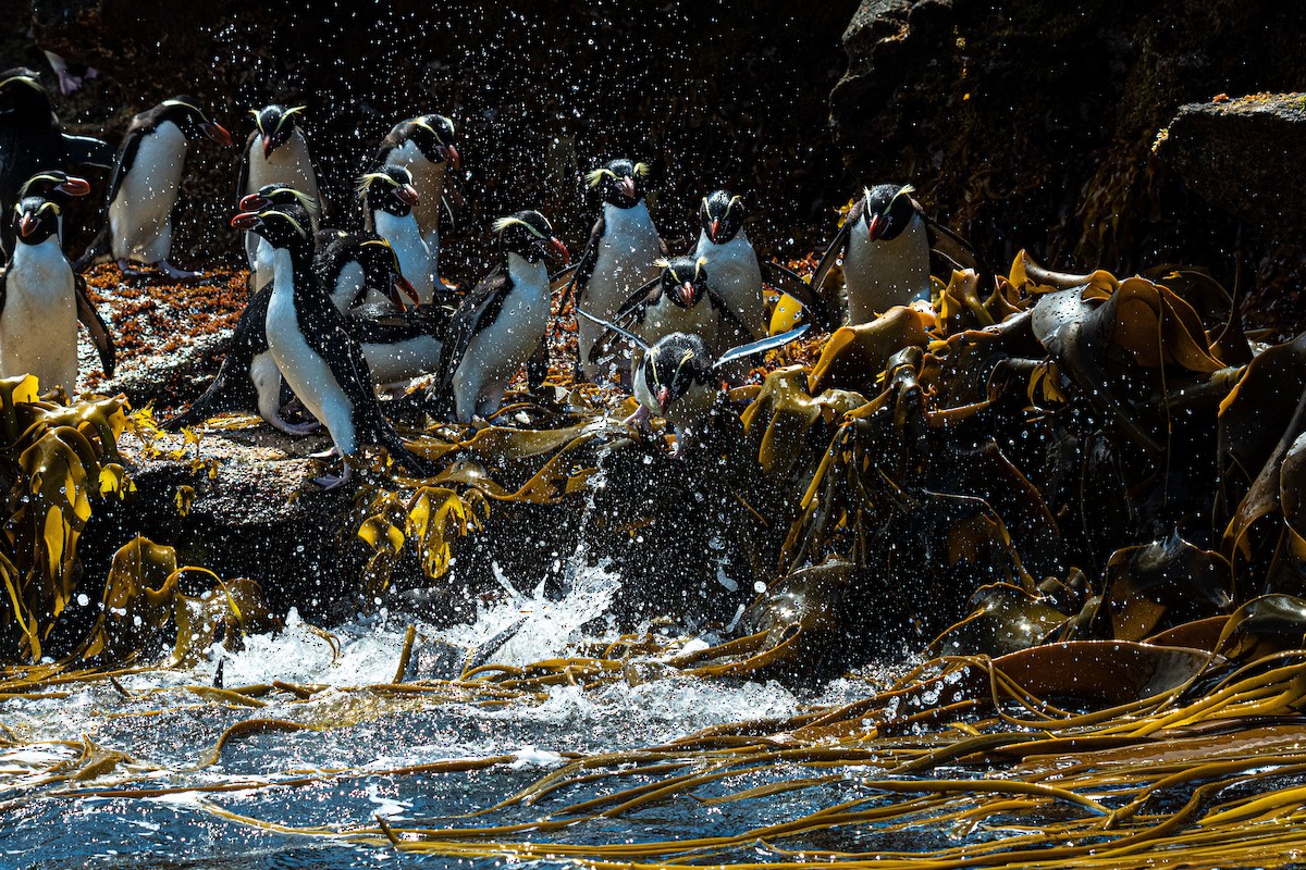 Snares Penguin - ML636600682