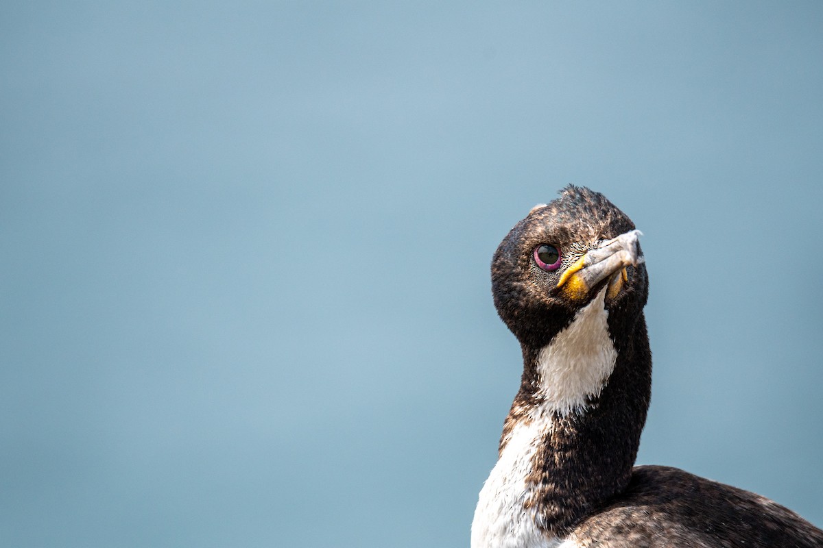 Auckland Islands Shag - ML636600722