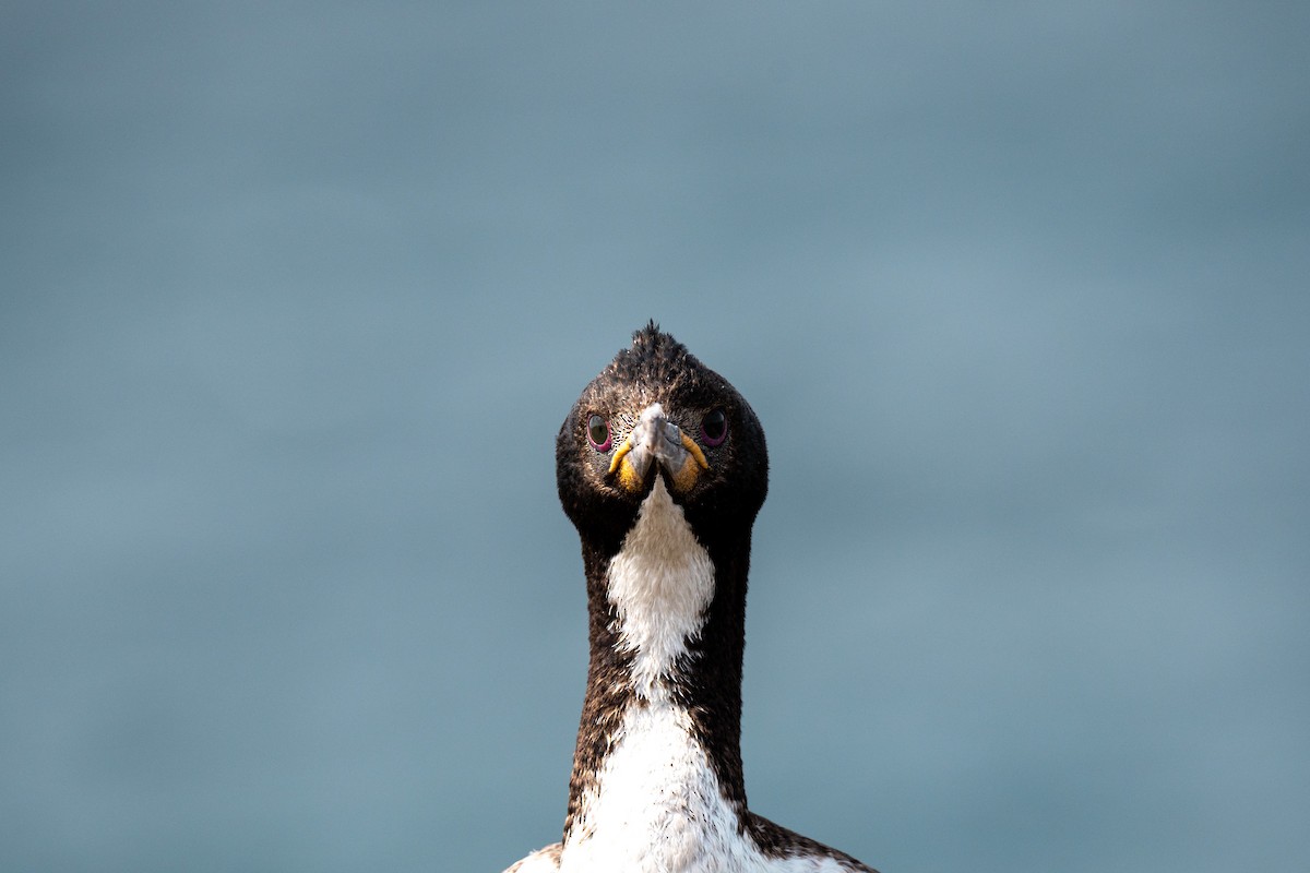 Auckland Islands Shag - ML636600724