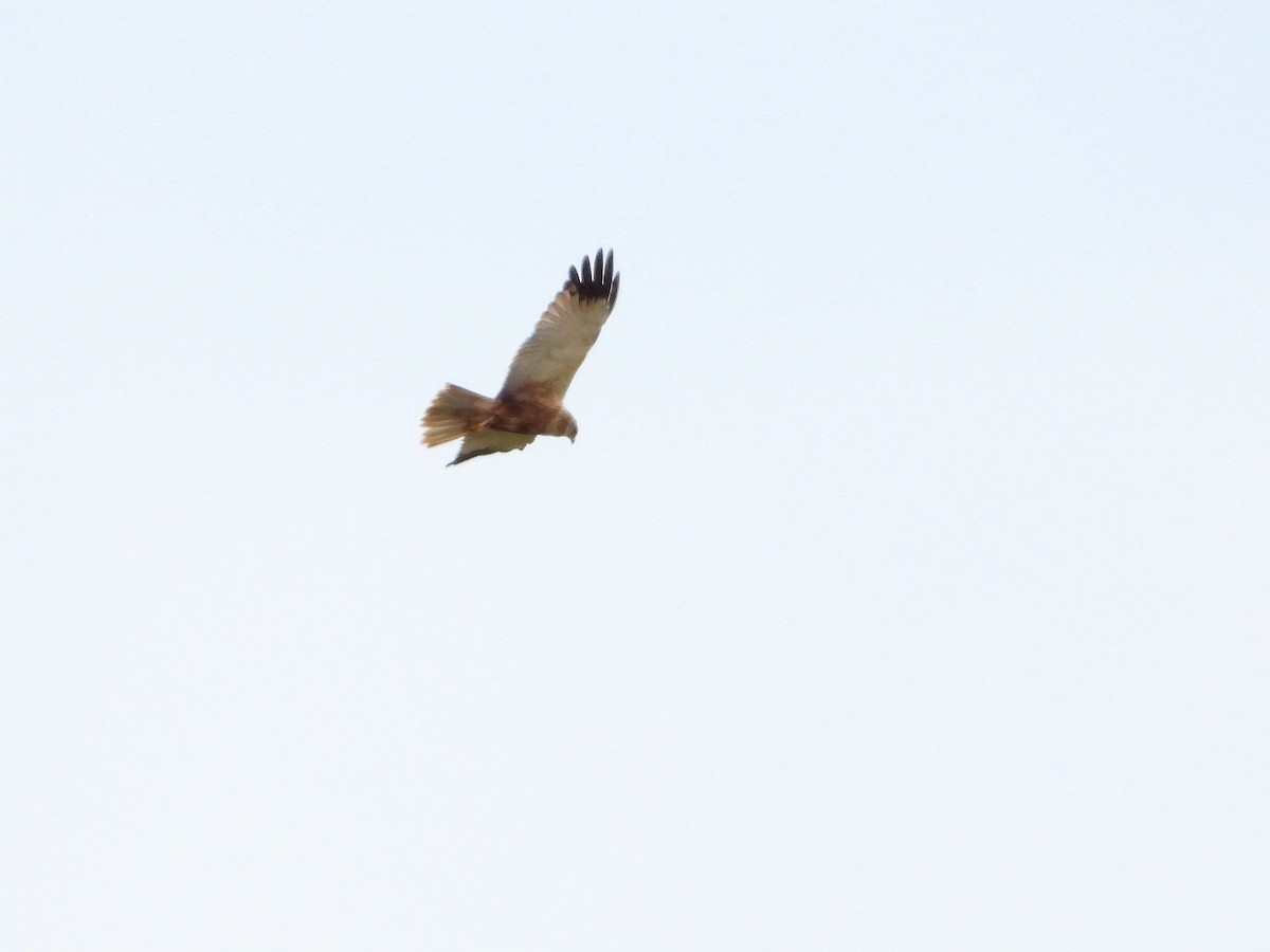 Western Marsh Harrier - ML636600732