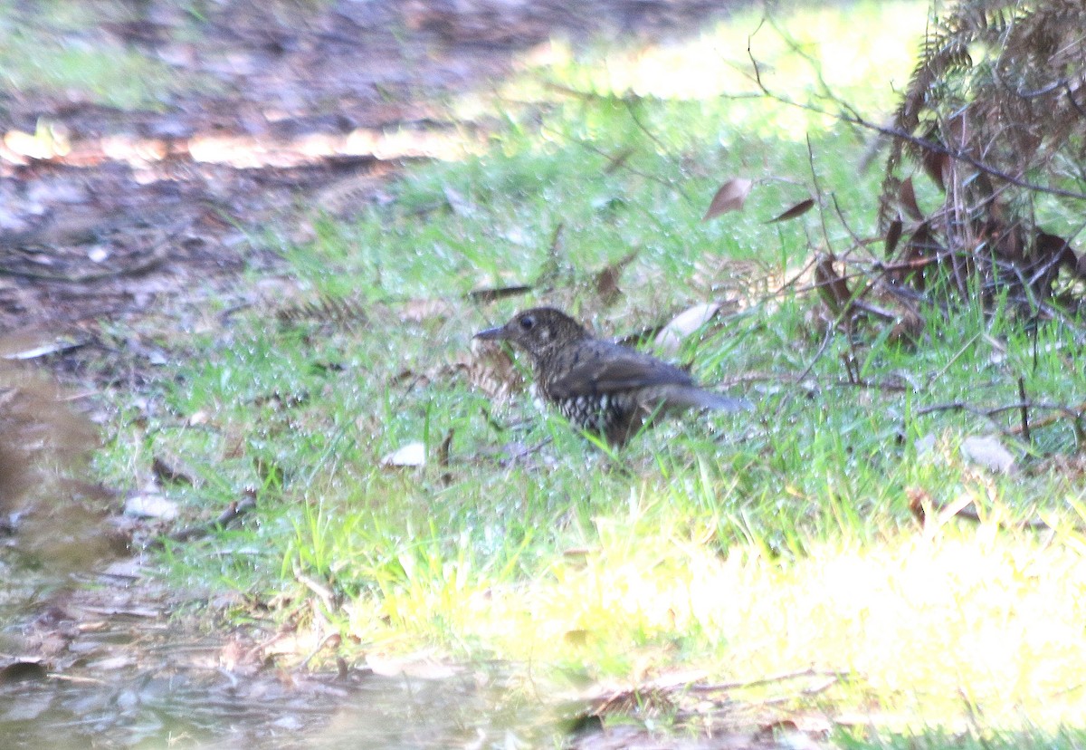 Bassian Thrush - ML636600749