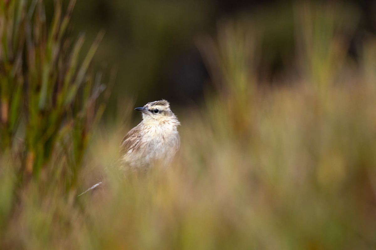 New Zealand Pipit - ML636600761