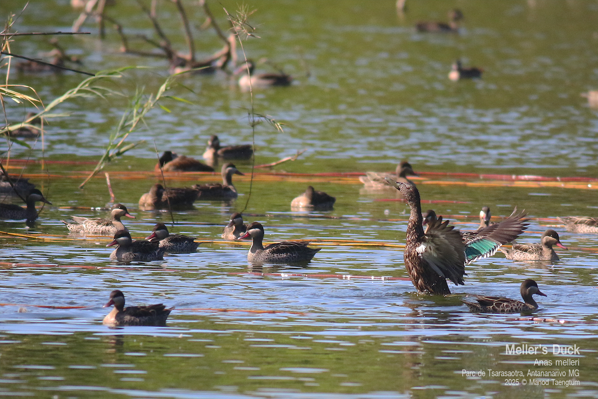 Meller's Duck - ML636600770