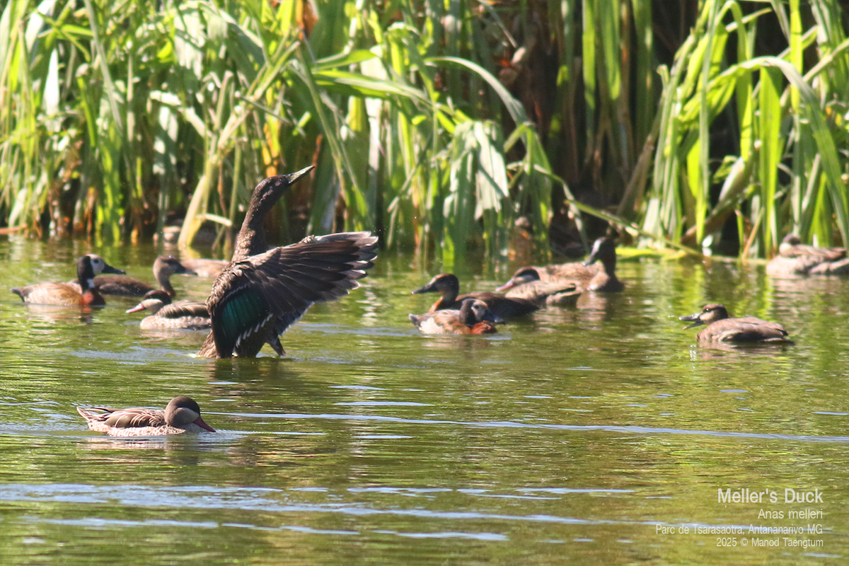 Meller's Duck - ML636600771