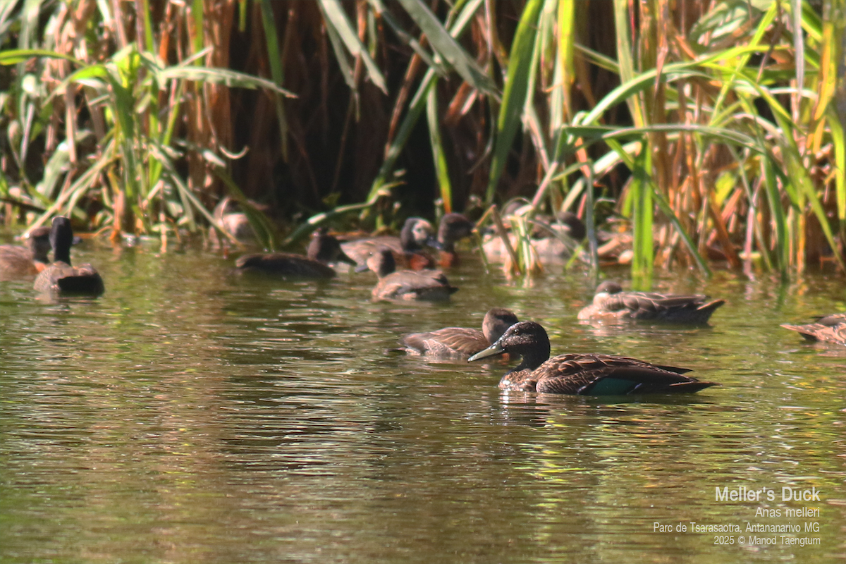 Meller's Duck - ML636600772