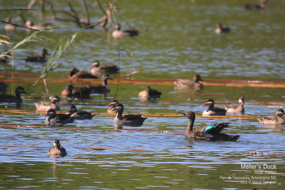 Meller's Duck - ML636600773