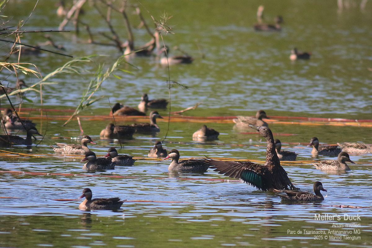 Meller's Duck - ML636600774