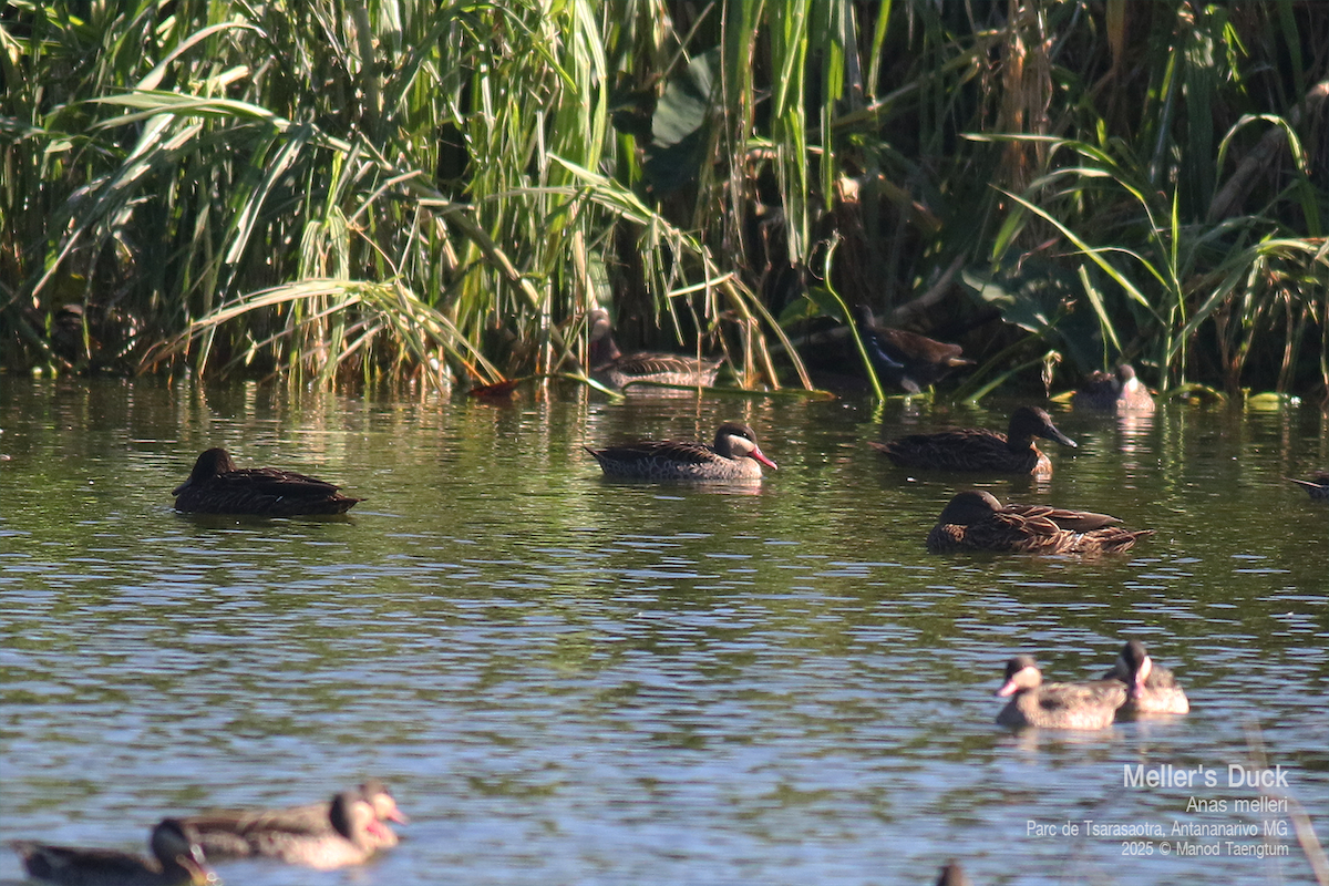 Meller's Duck - ML636600775