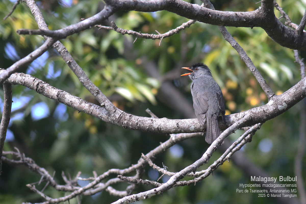 Malagasy Bulbul - ML636600789