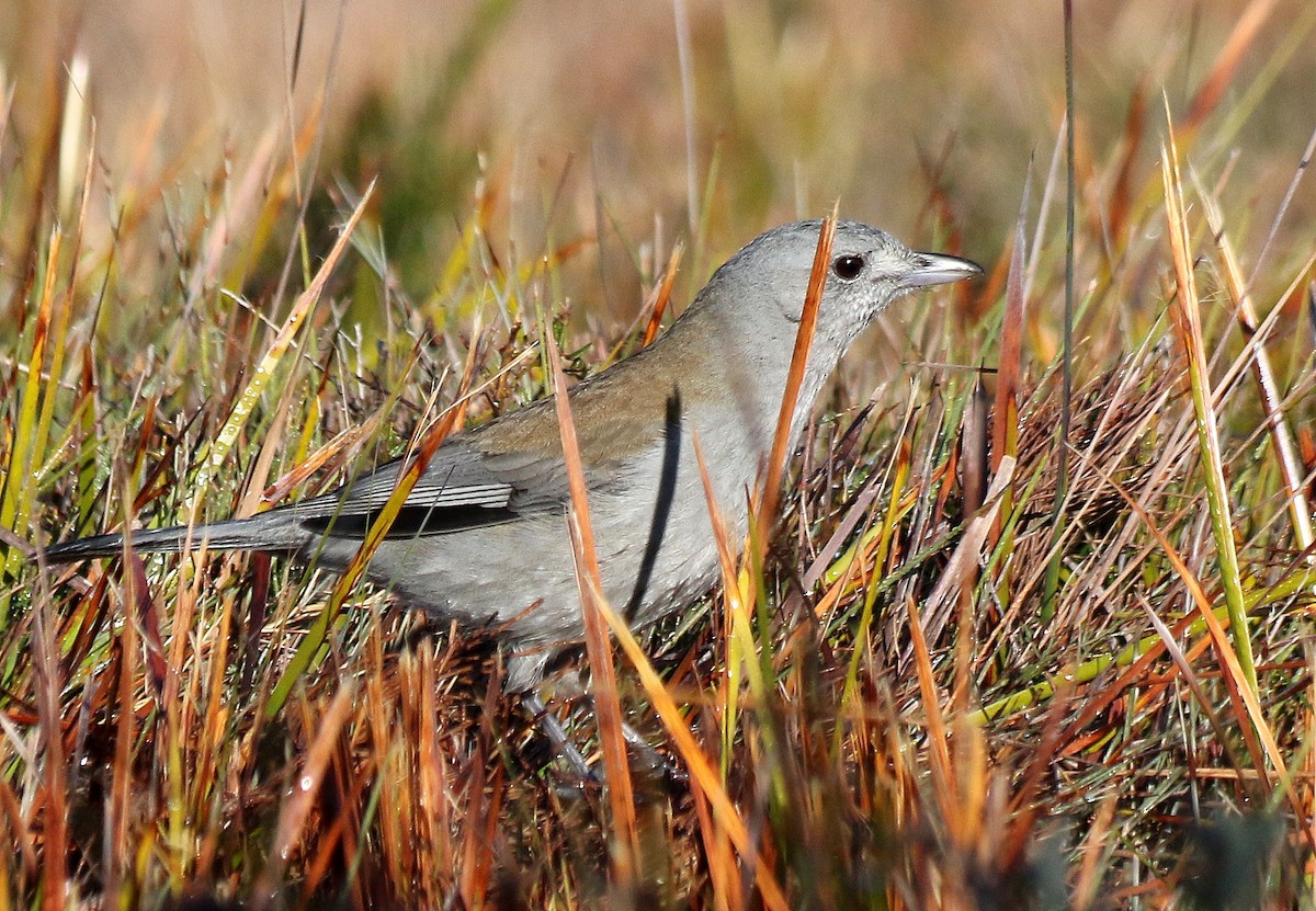 Gray Shrikethrush - ML636600798