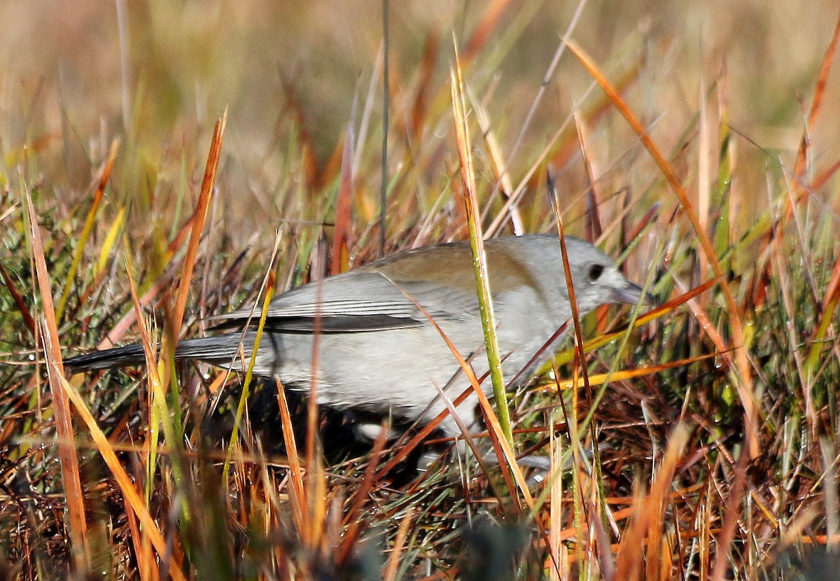 Gray Shrikethrush - ML636600799