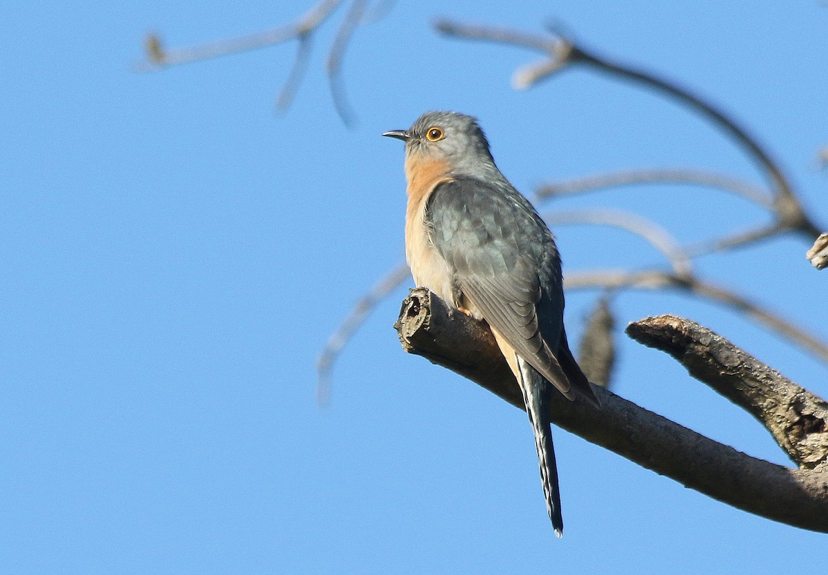 Fan-tailed Cuckoo - ML636600833