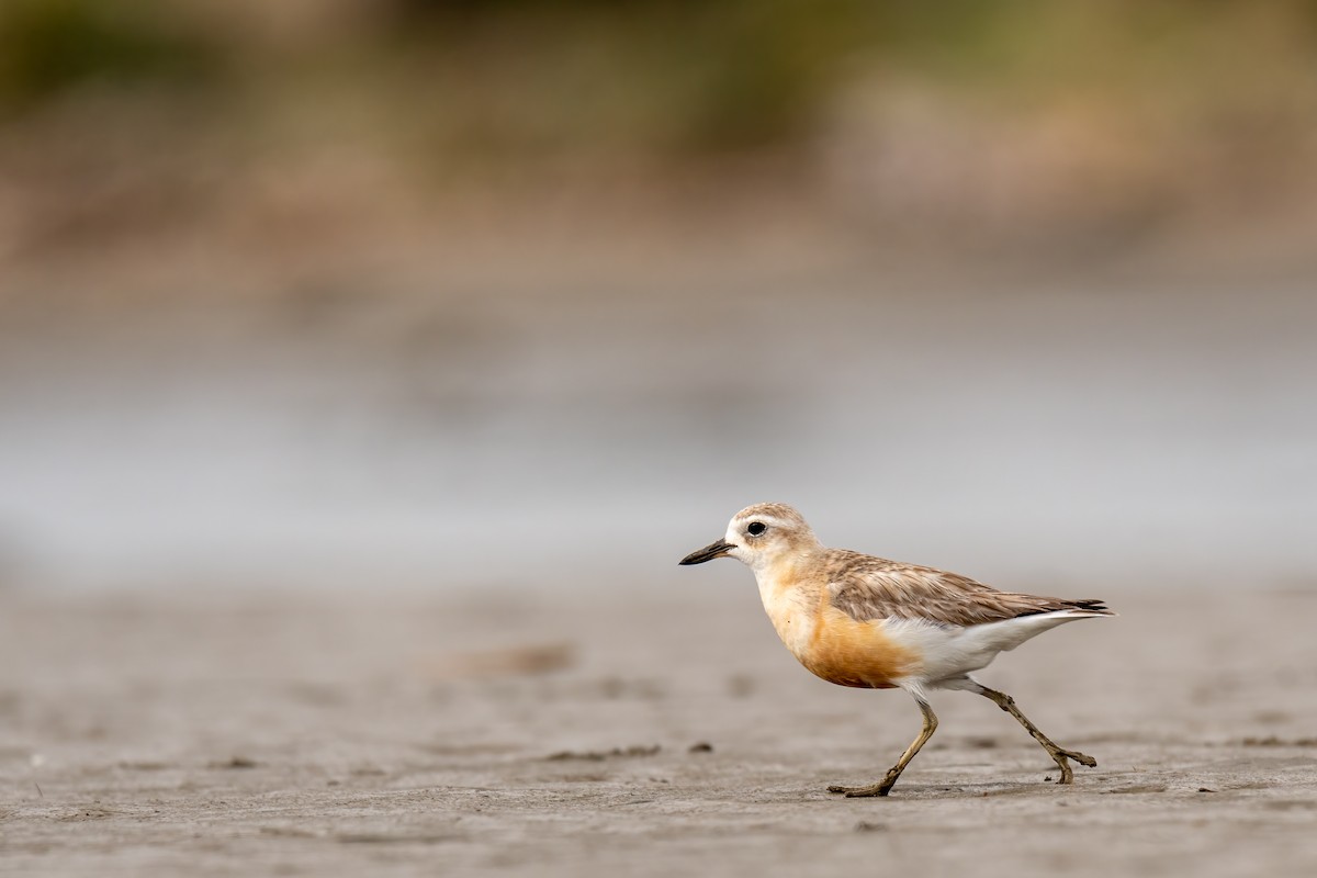 Red-breasted Dotterel - ML636600881