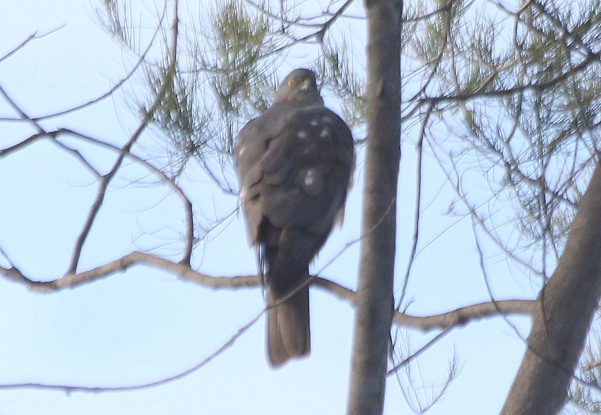 Collared Sparrowhawk - ML636600891