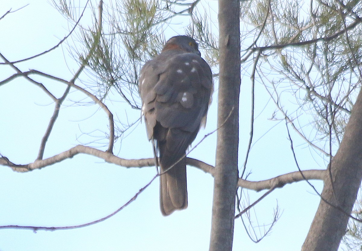 Collared Sparrowhawk - ML636600892