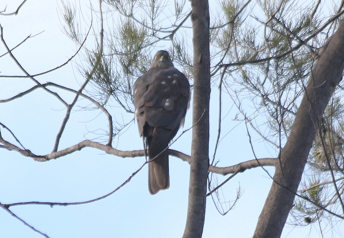 Collared Sparrowhawk - ML636600893