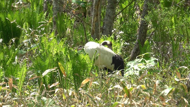 Red-crowned Crane - ML636600948