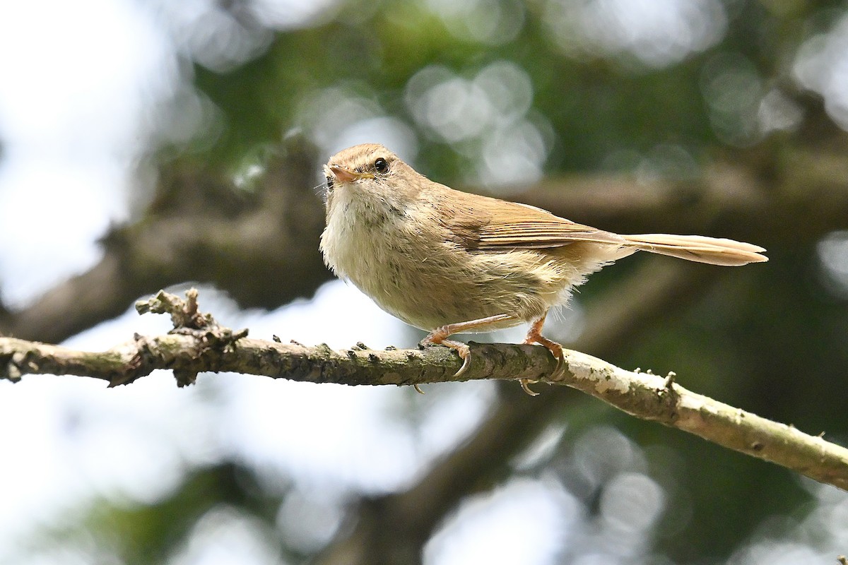 Brownish-flanked Bush Warbler - ML636600957