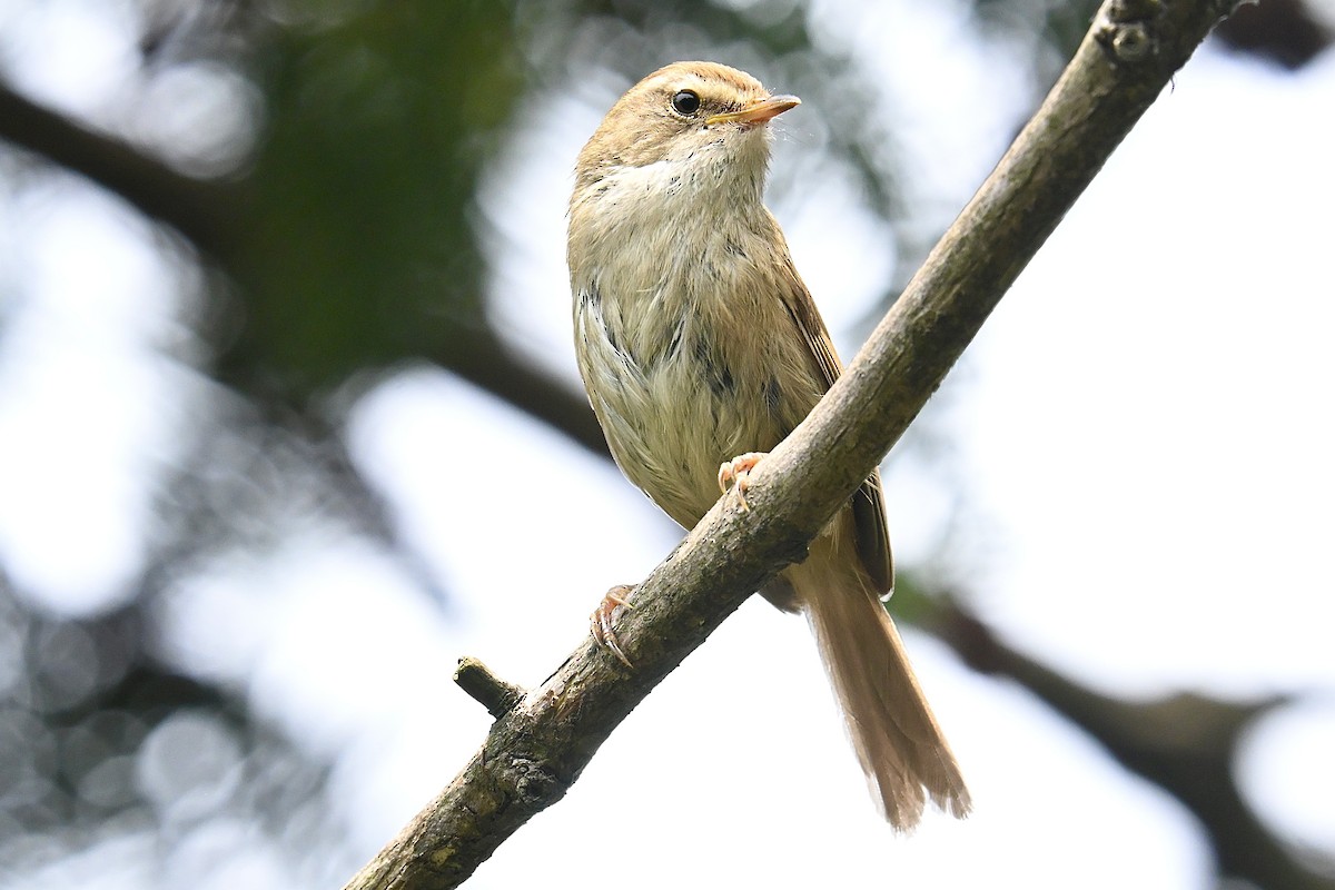 Brownish-flanked Bush Warbler - ML636600964