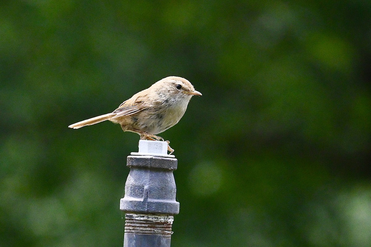 Brownish-flanked Bush Warbler - ML636600973