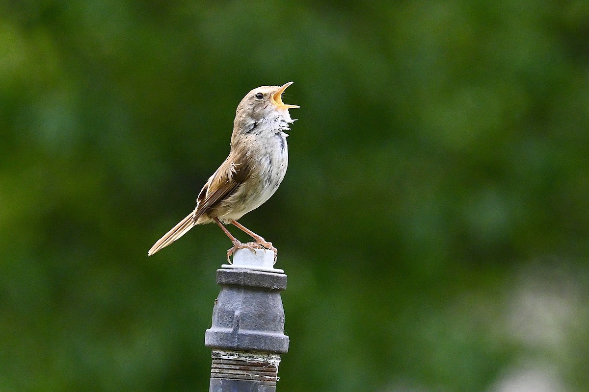 Brownish-flanked Bush Warbler - ML636600974