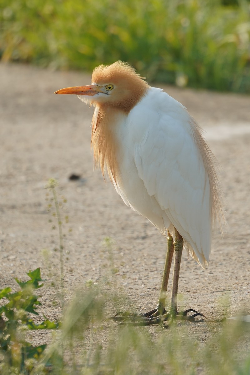 Eastern Cattle-Egret - ML636600976