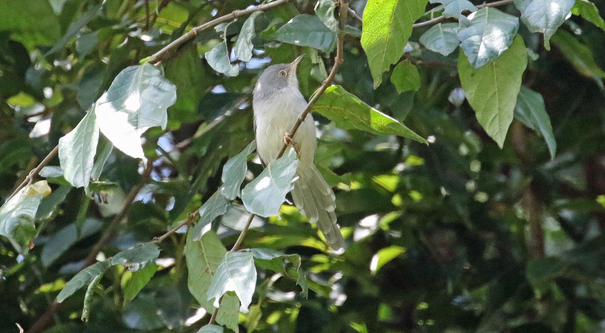 Chirinda Apalis - ML636600990