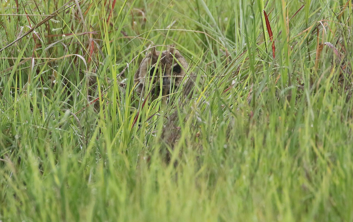 Marsh Owl - ML636601043