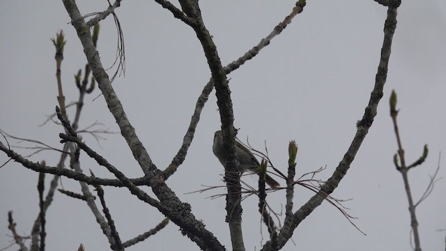 Japanese Bush Warbler - ML636601056