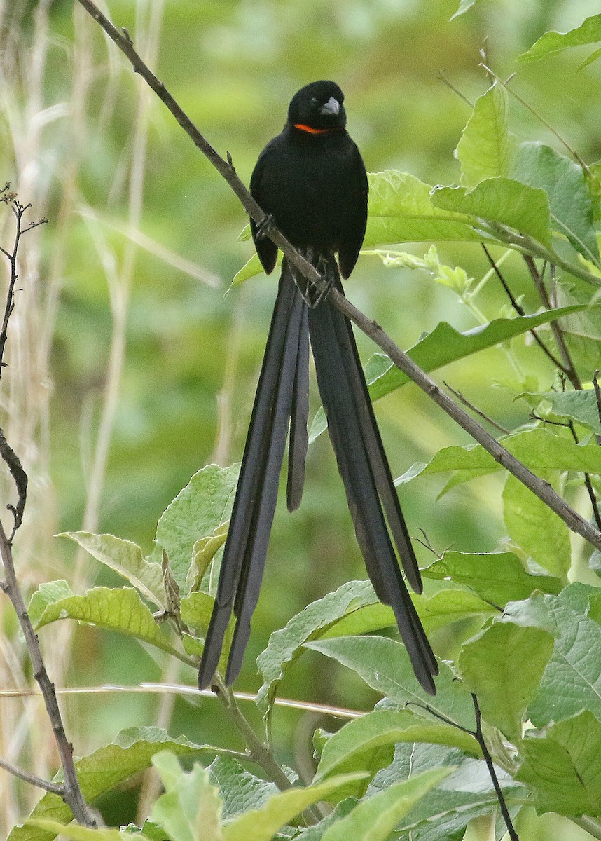 Red-collared Widowbird - ML636601057