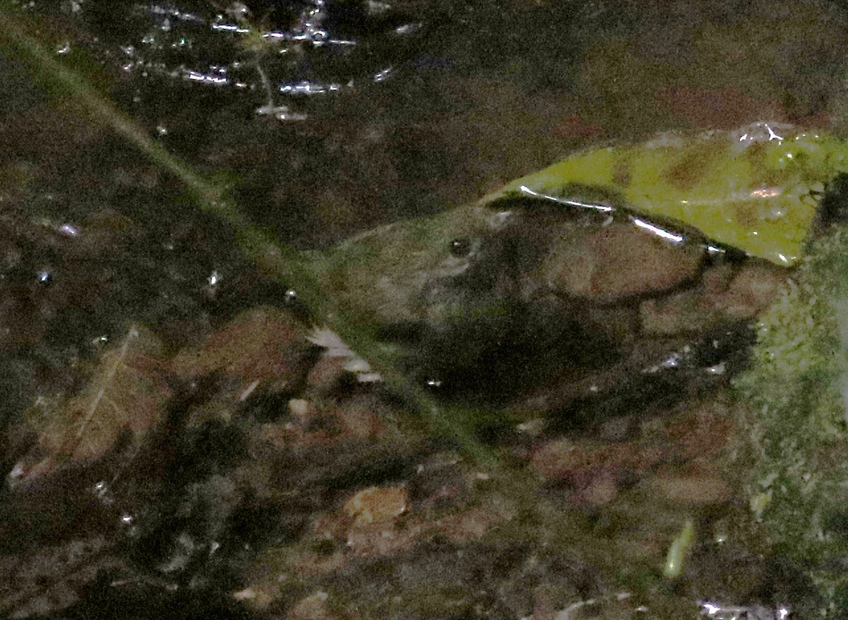 Slaty Antwren - ML636601061