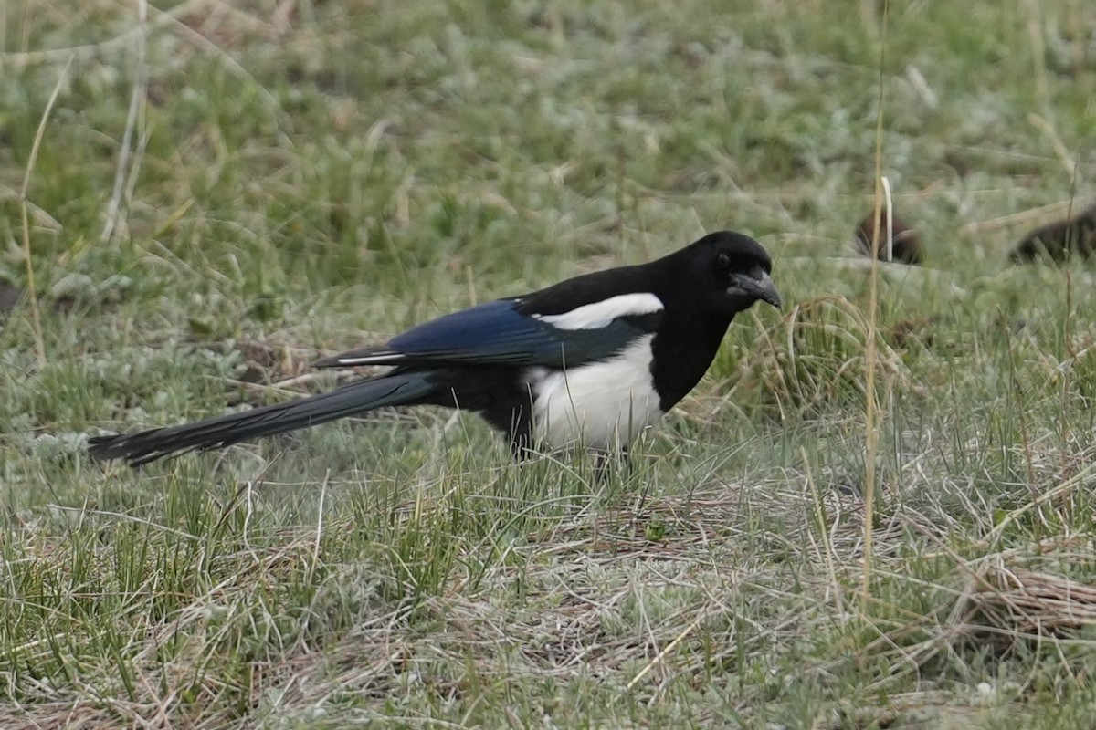 Black-rumped Magpie - ML636601074