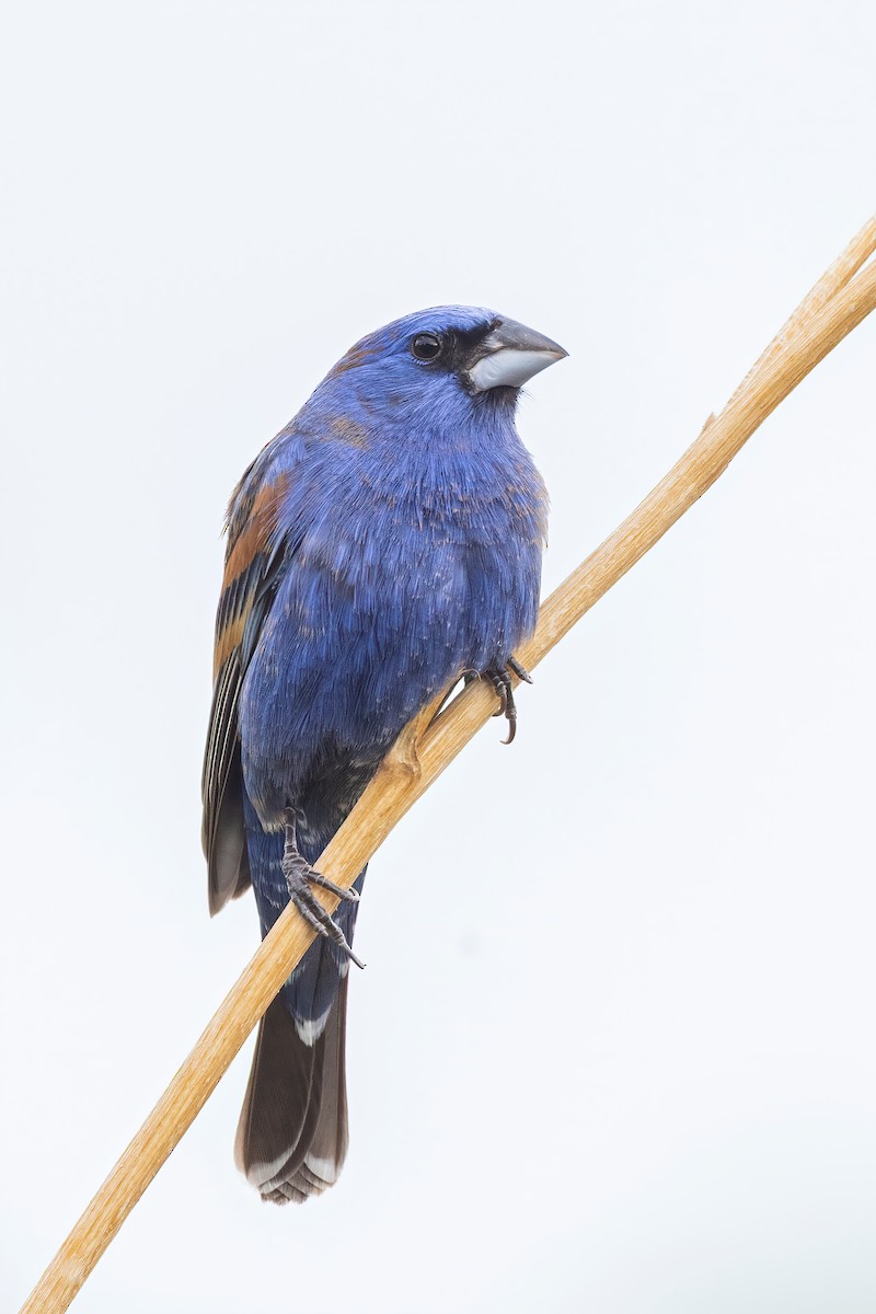 Blue Grosbeak - ML636601154