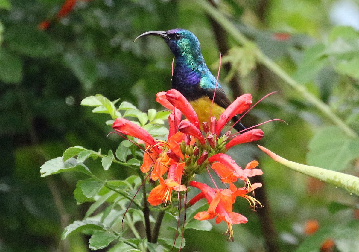 Variable Sunbird (Yellow-bellied) - ML636601165