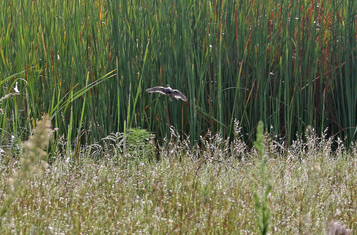 Striped Crake - ML636601213