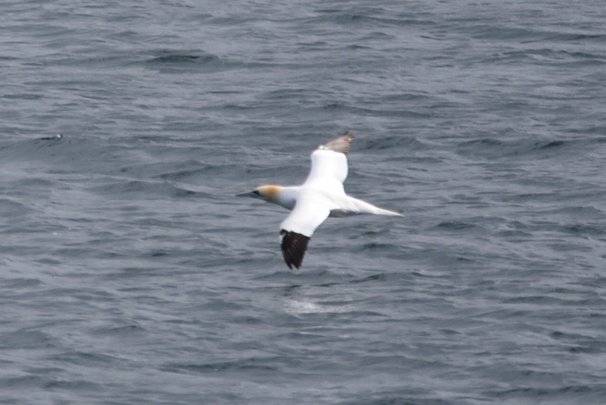 Northern Gannet - ML636601244