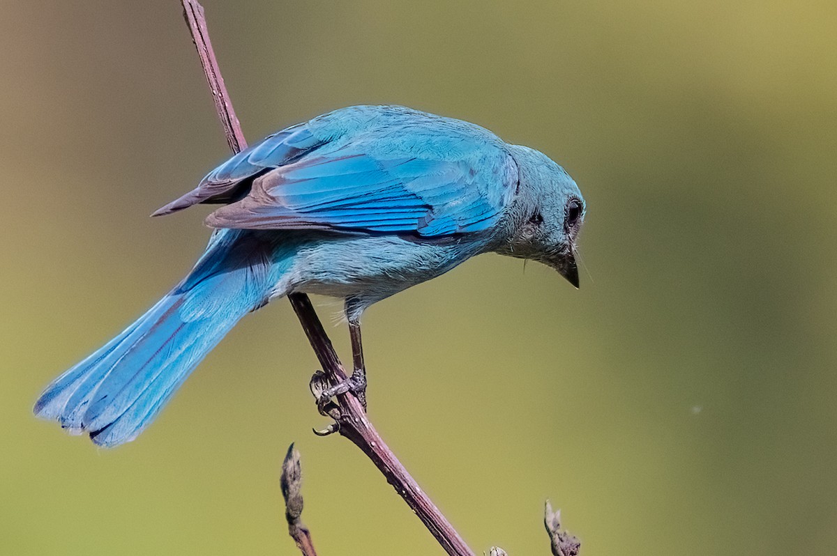Verditer Flycatcher - ML636601336
