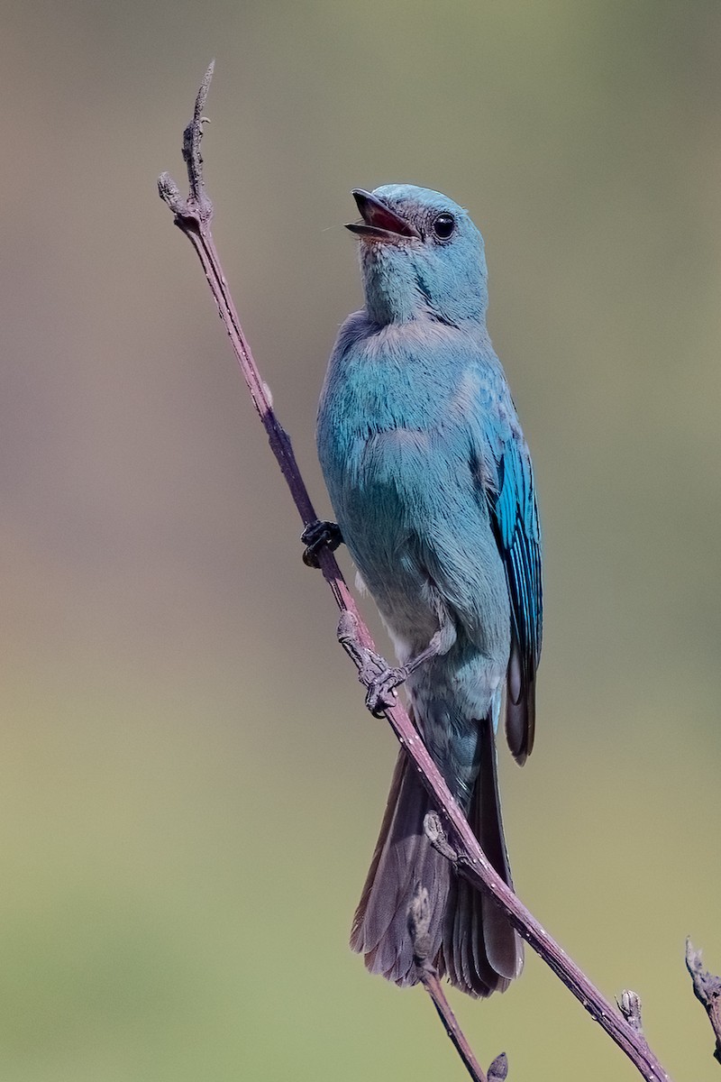 Verditer Flycatcher - ML636601337