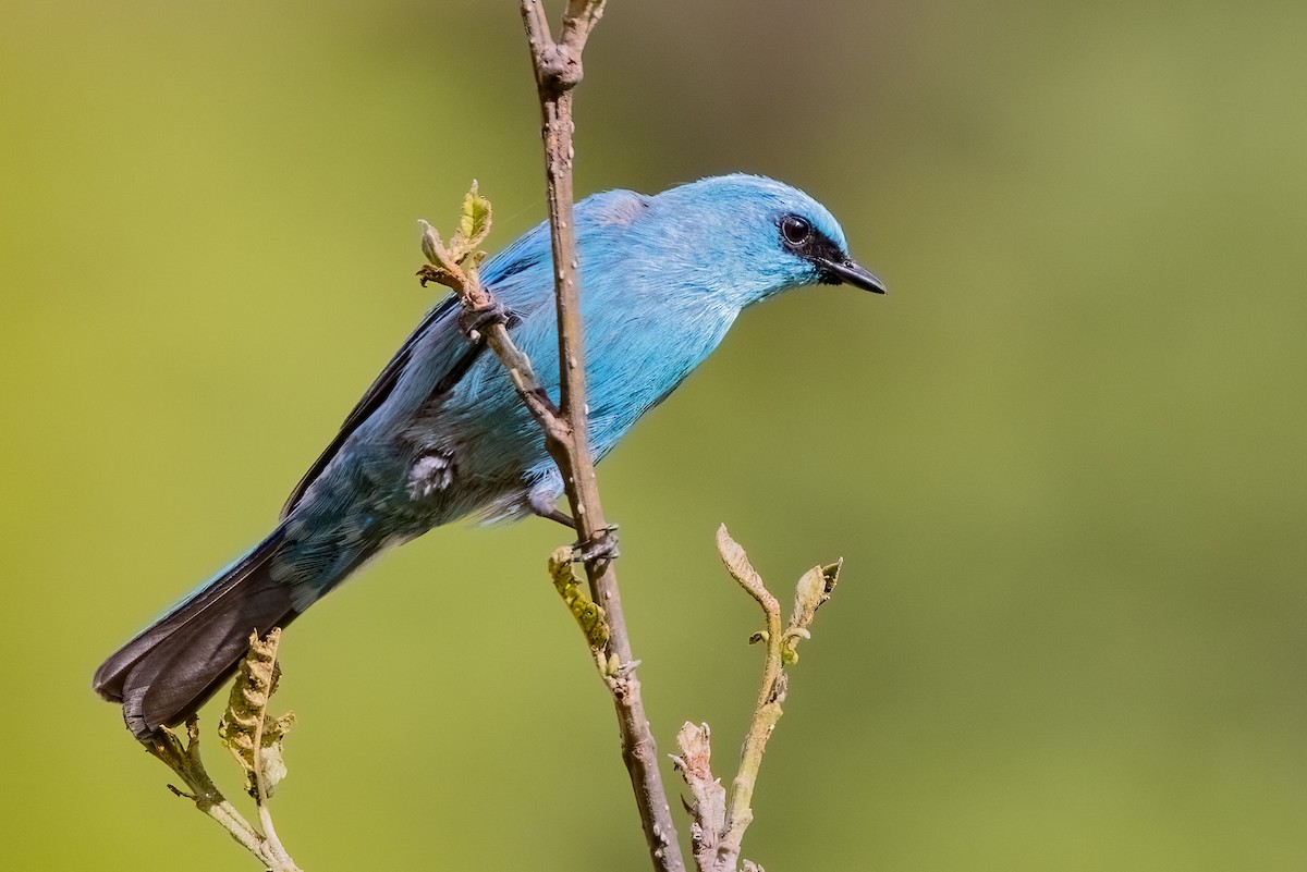 Verditer Flycatcher - ML636601380