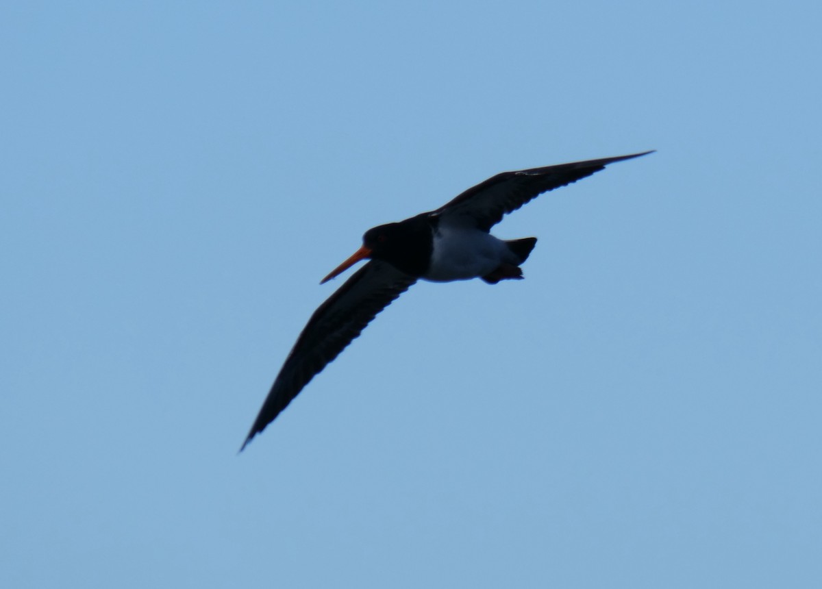 South Island Oystercatcher - ML636601415