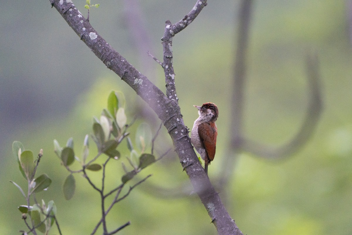 Scarlet-backed Woodpecker - ML636601419
