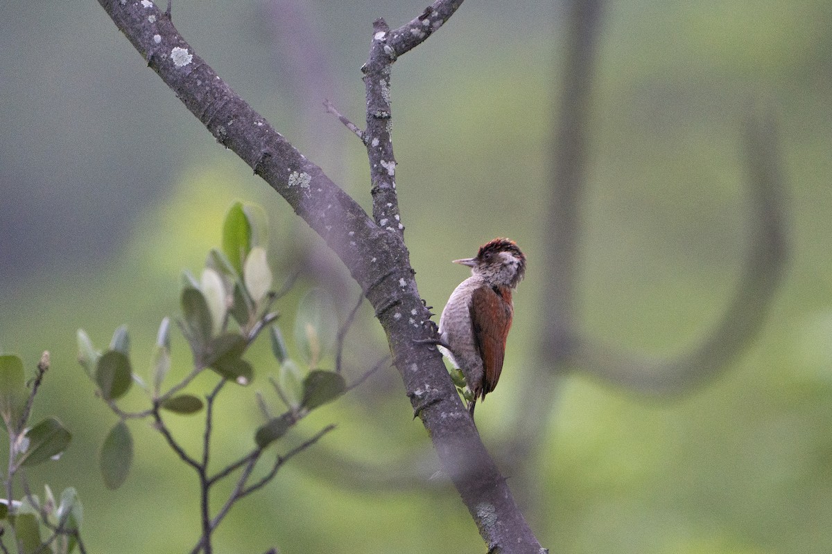 Scarlet-backed Woodpecker - ML636601420