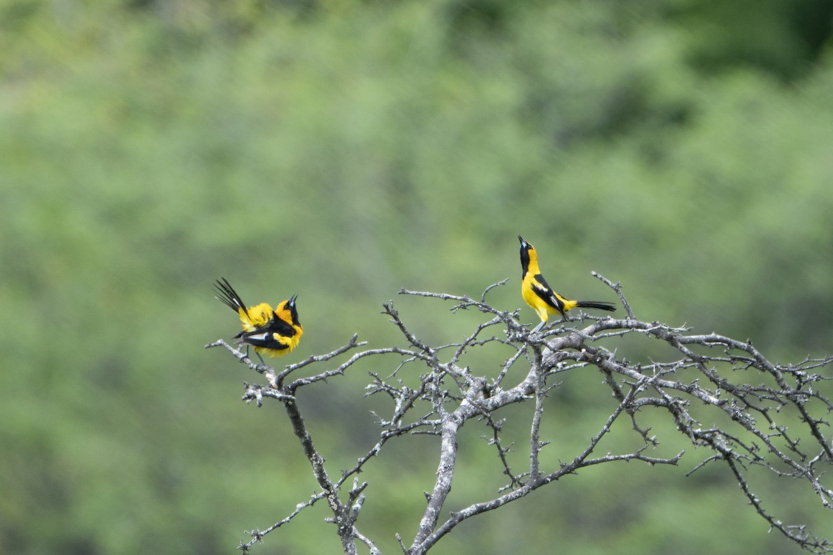 White-edged Oriole - ML636601544
